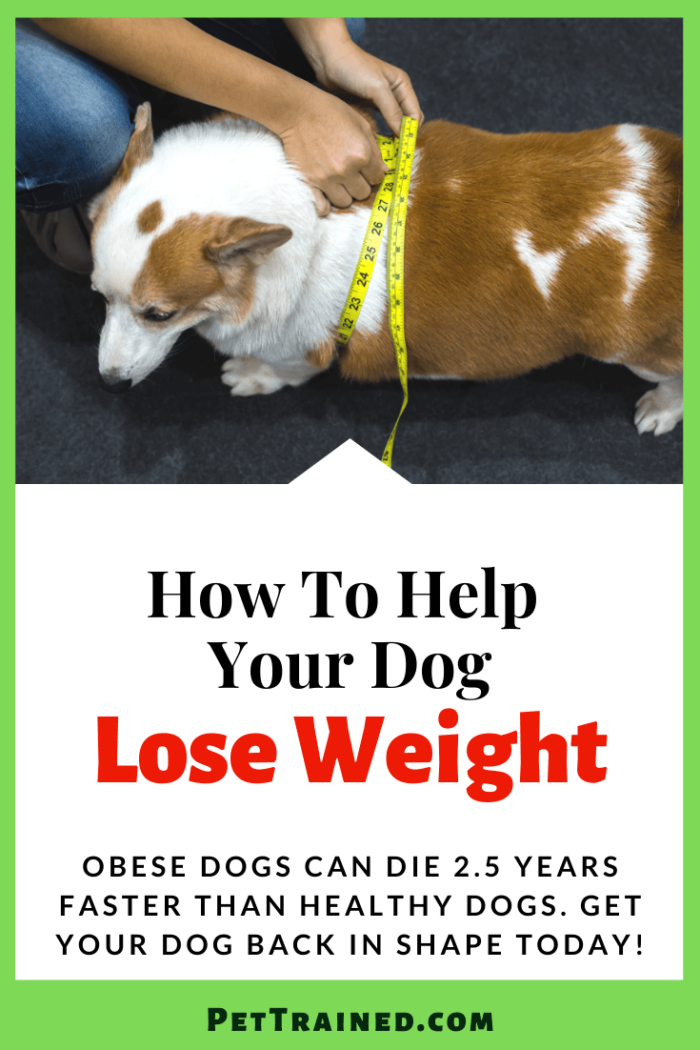 How Can I Help My Dog Lose Weight Pet Trained