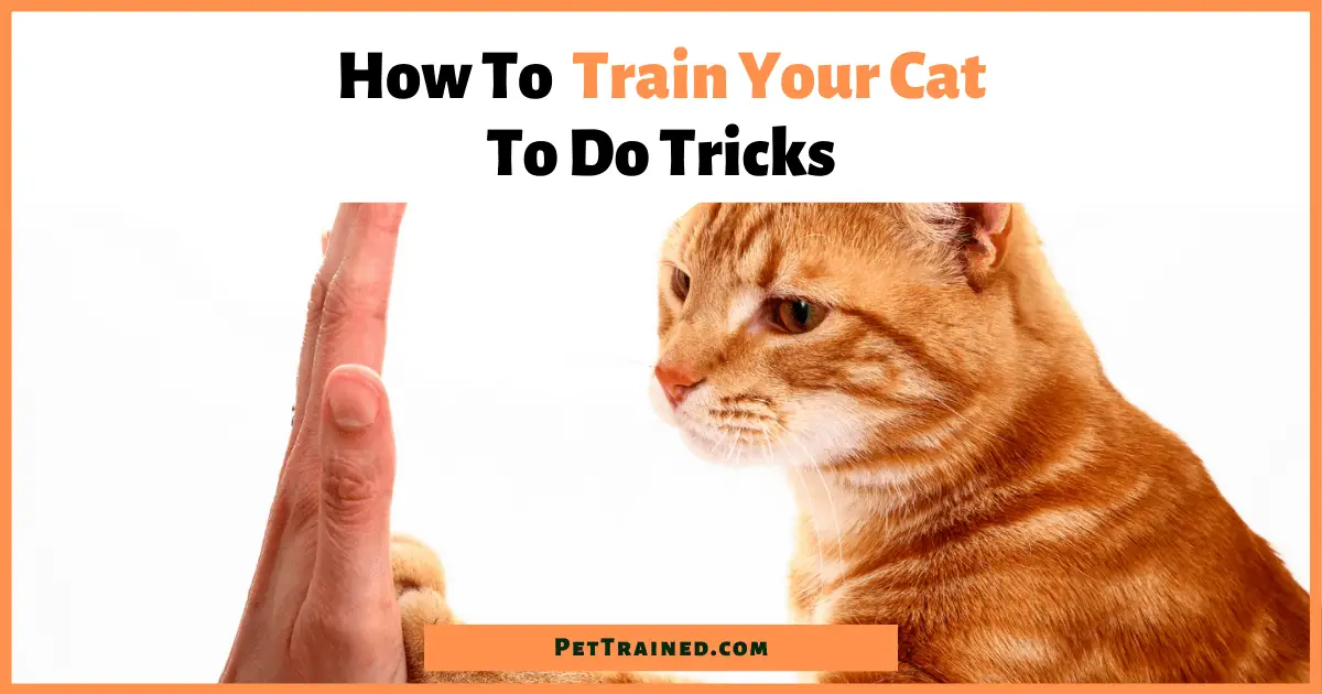 easy cat tricks