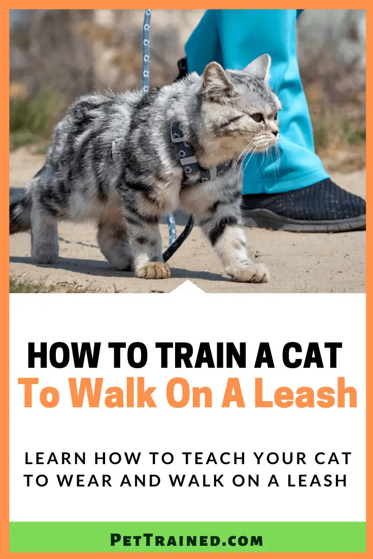 How to train your cat to wear a leash