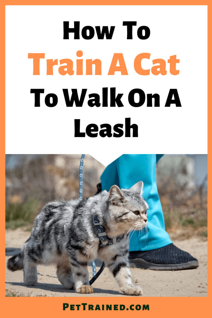 How To Train A Cat To Walk On A Leash - Pet Trained