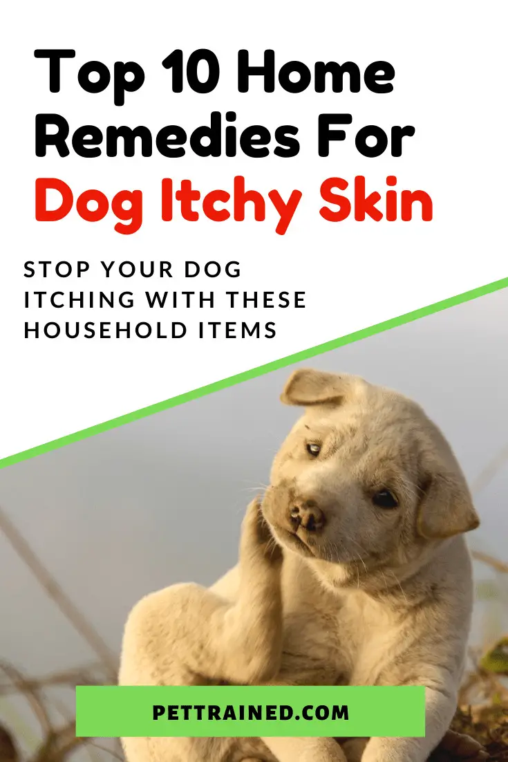 Natural Remedies To Help Your Itchy Dog