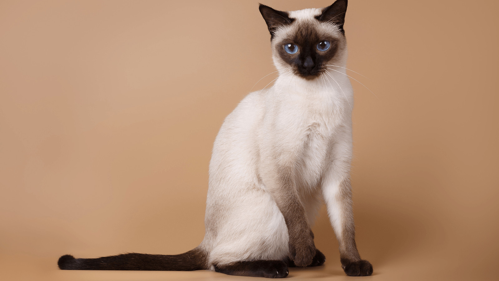 Siamese Cats do not cause allergies
