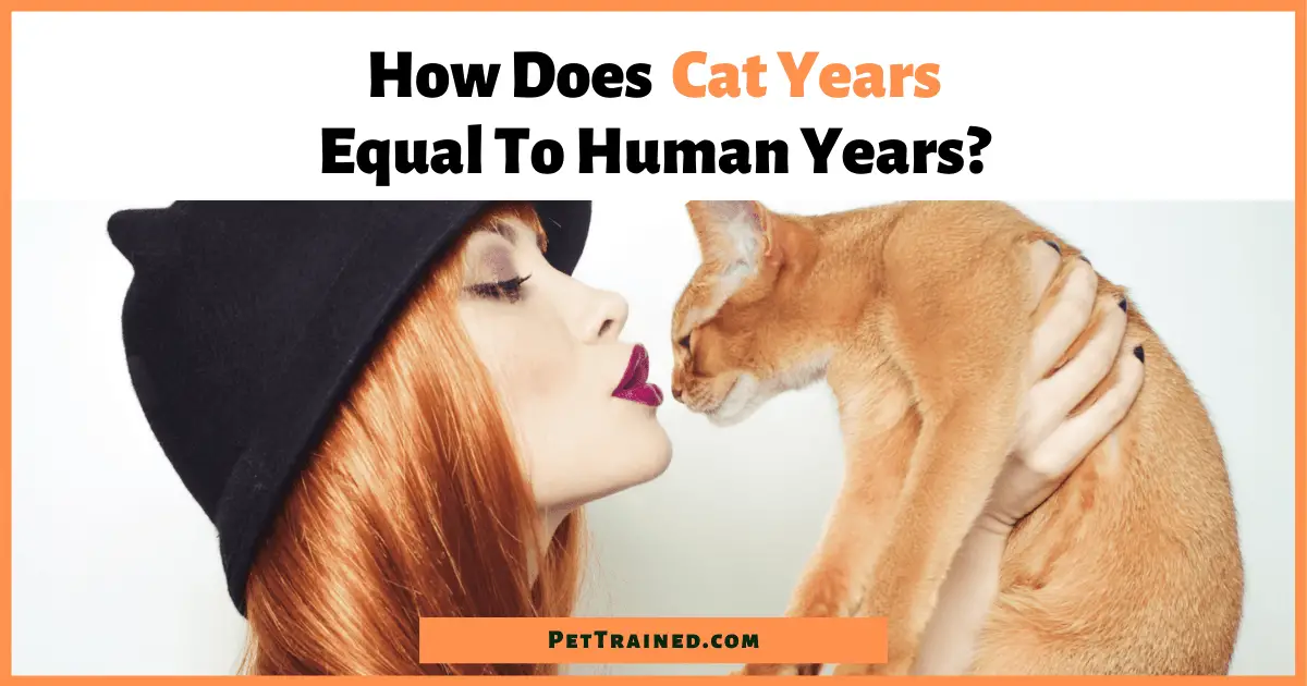 How Does Cat Years Equal To Human Years - Pet Trained