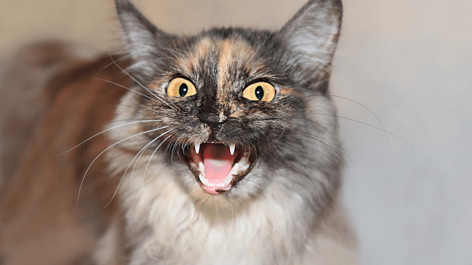 The Most Aggressive and the Least Aggressive Cat Breeds