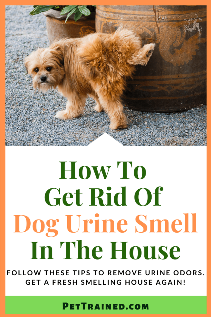 How To Get Rid Of Dog Pee Smell In House