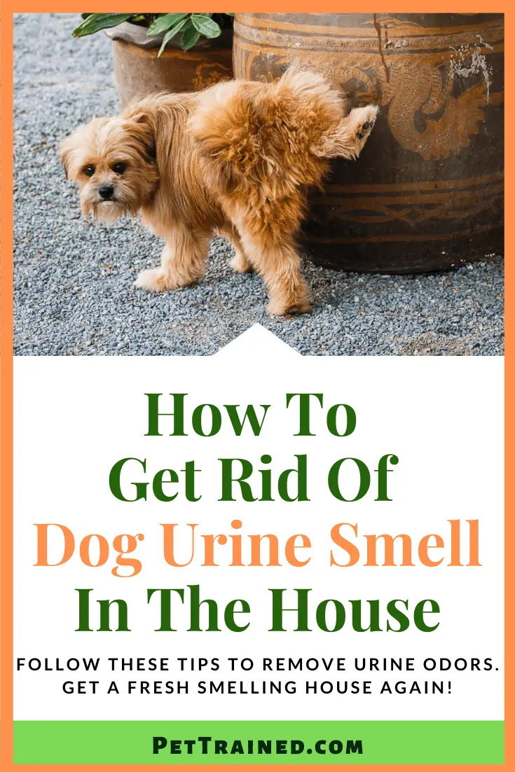 how to get old dog urine smell out of carpet