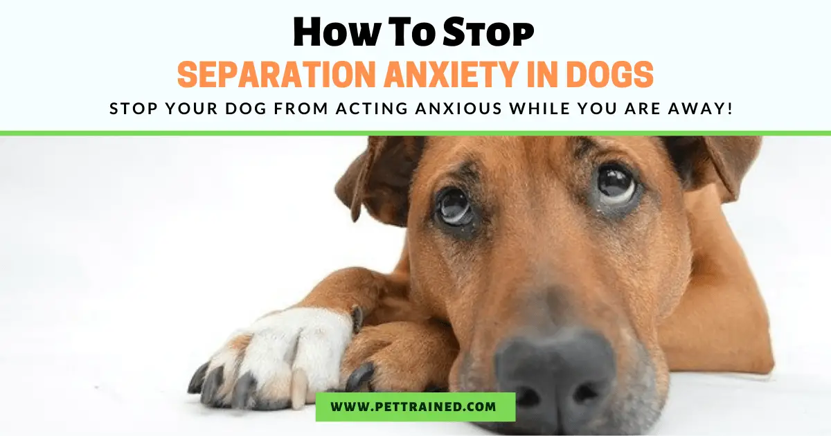 How To Stop Dog Separation Anxiety Effectively Pet Trained