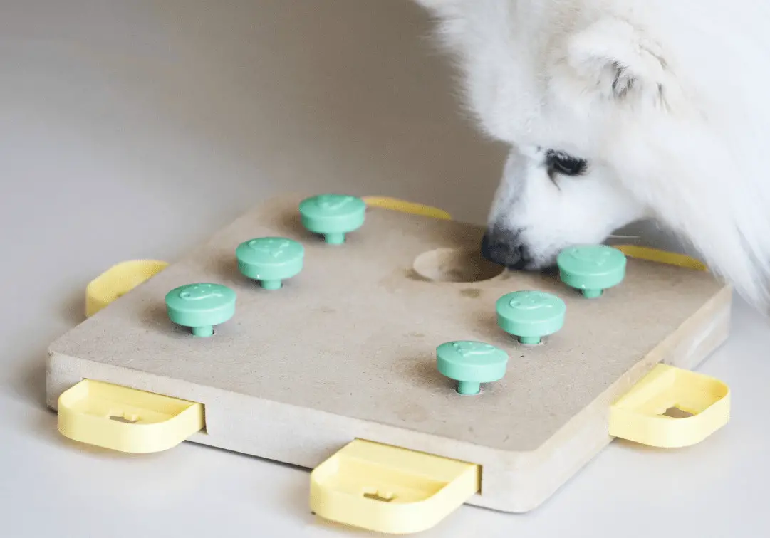 puzzle games to play with dogs inside