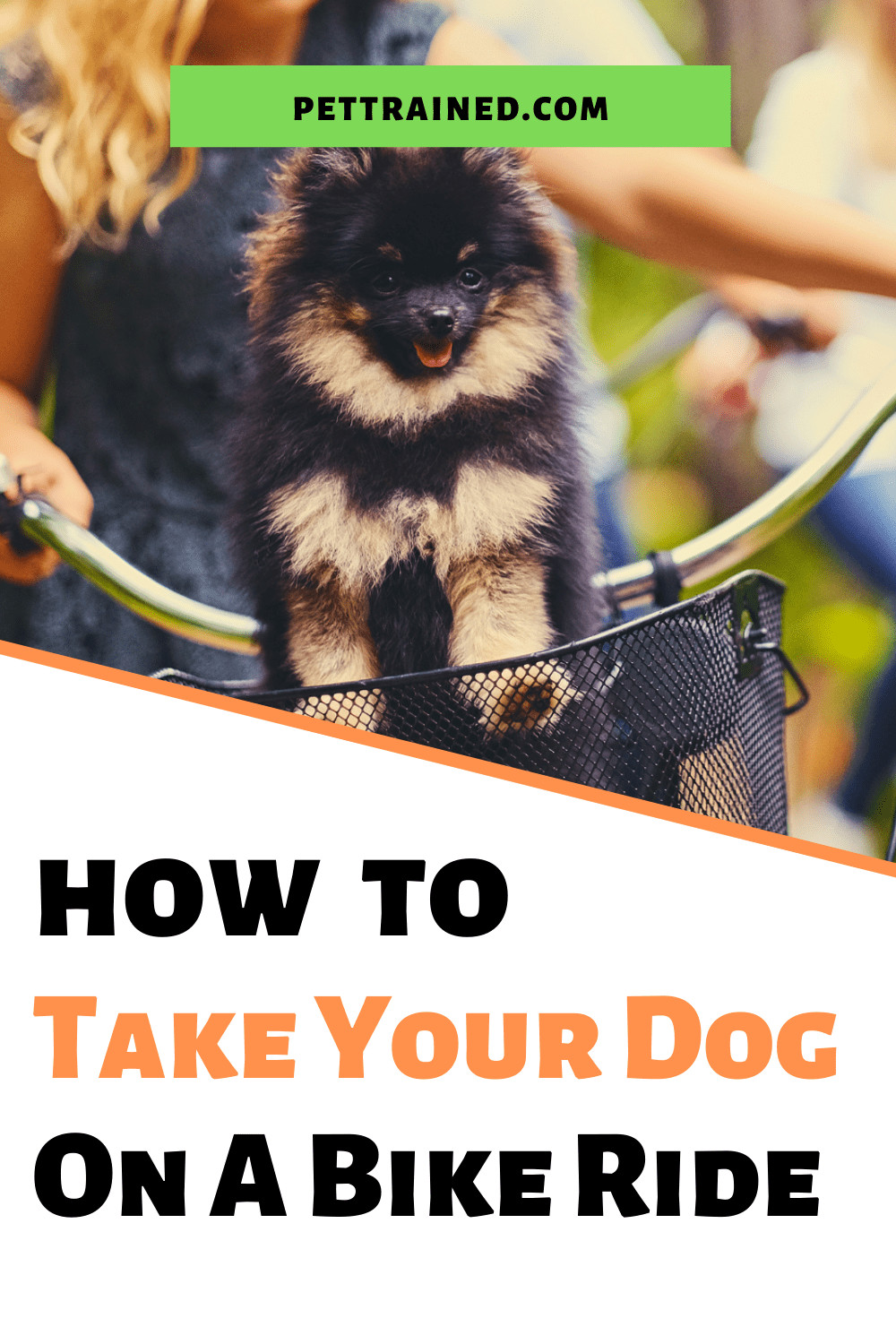 How to train your dog to bike with you for fun