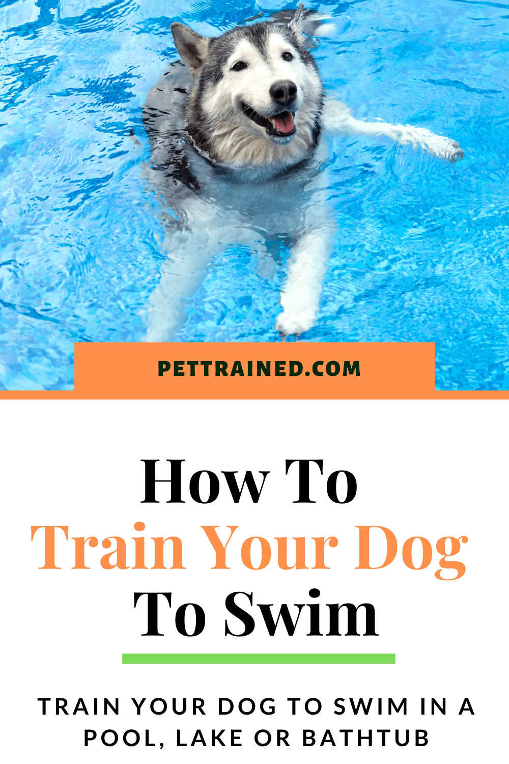 Train my dog to swim in a bathtub