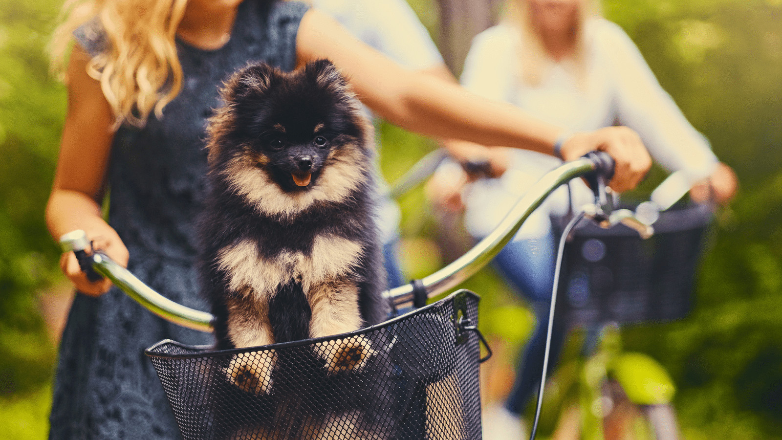 dog basket for bicycle