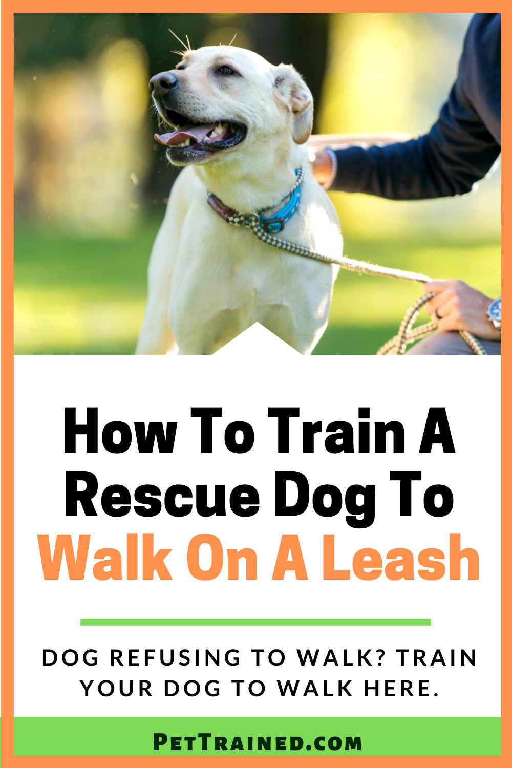 dog training tips to teach adopted dog to walk on a leash