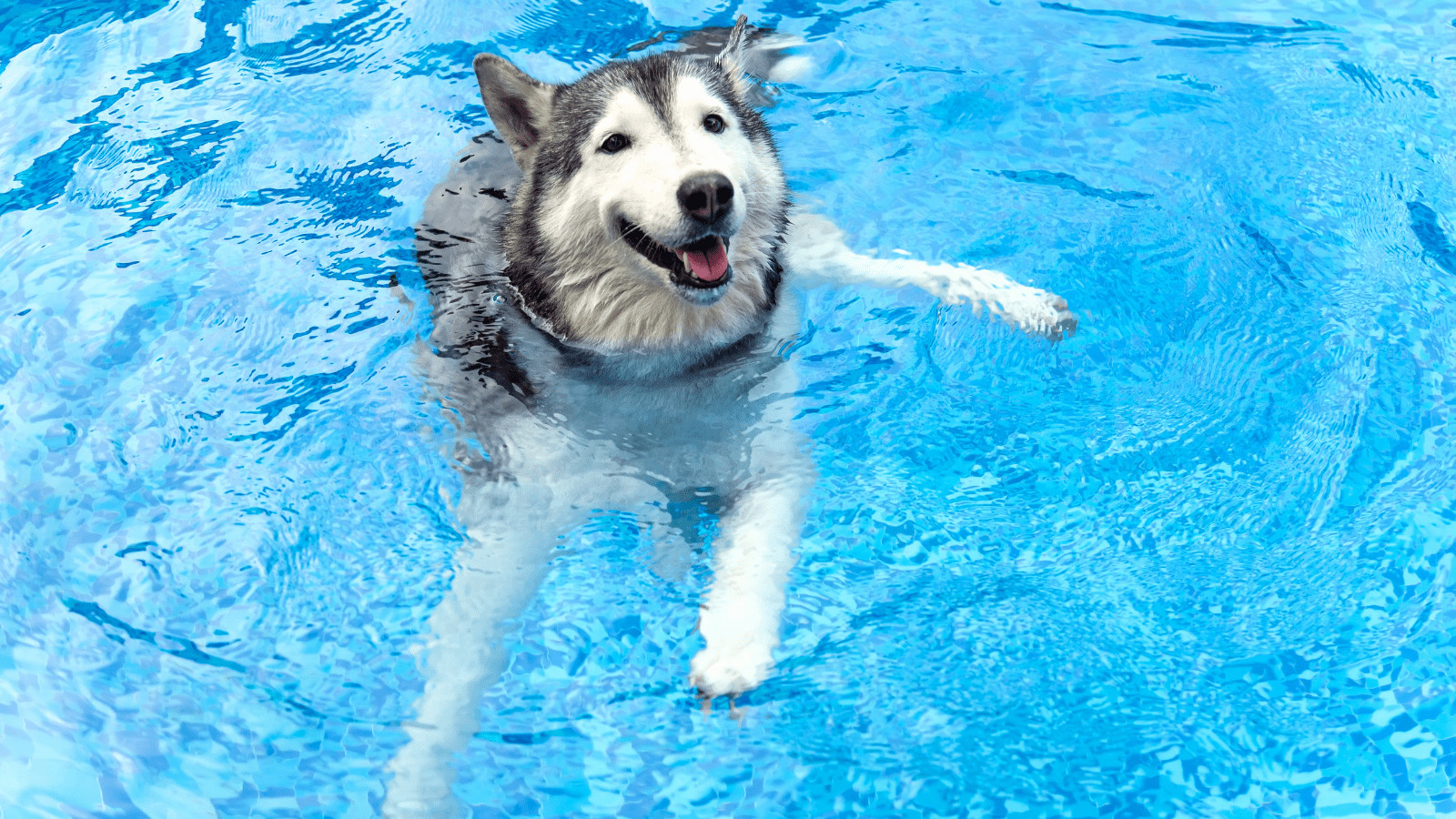 how to train a dog to swim