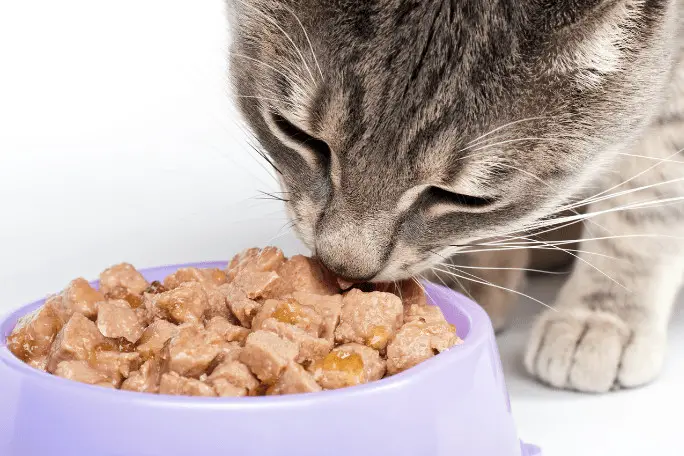 Balanced Diet For Cats