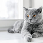 How To Train A Cat To Be Well-Behaved In 7 Easy Steps