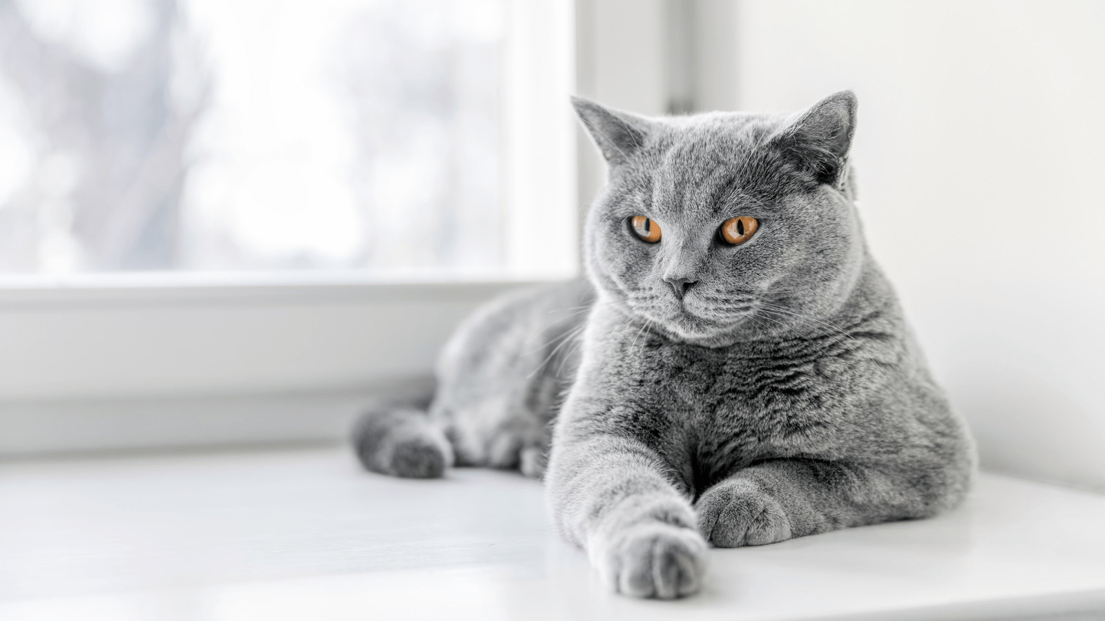 How To Train A Cat To Be Well-Behaved