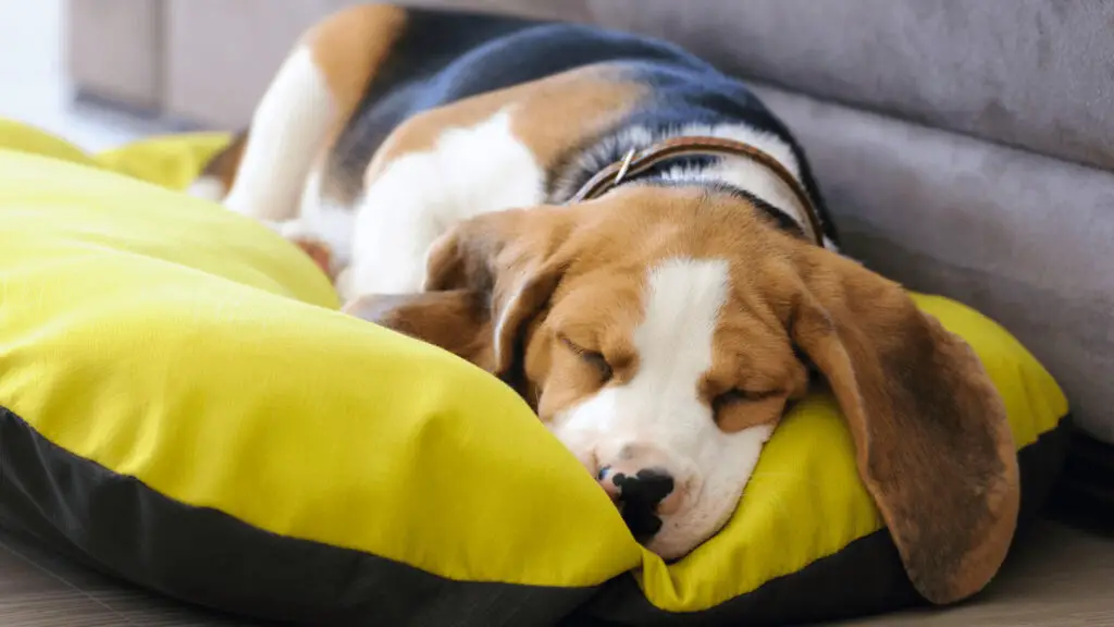 How to train a dog to sleep on a sleeping pad