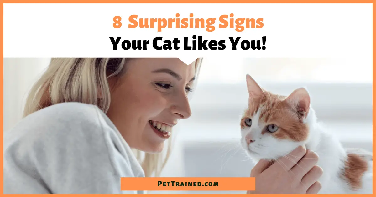 8 Surprising Signs Your Cat Actually Likes You Pet Trained