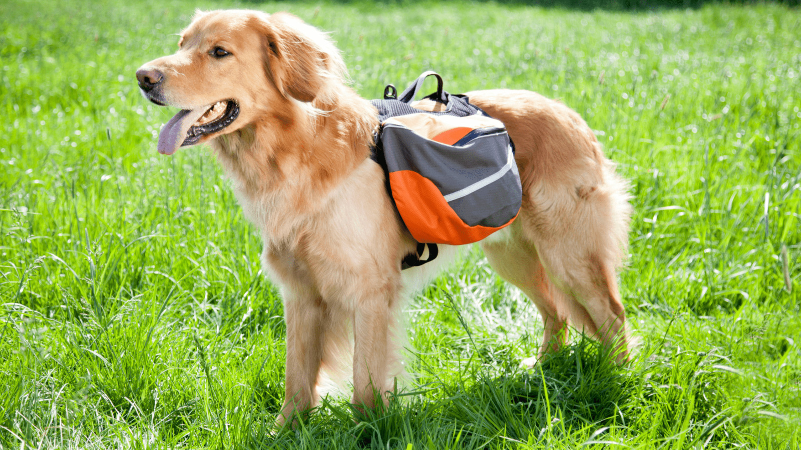 how to teach a dog to wear a backpack