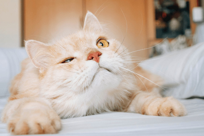 Cat blinking and looking up at human