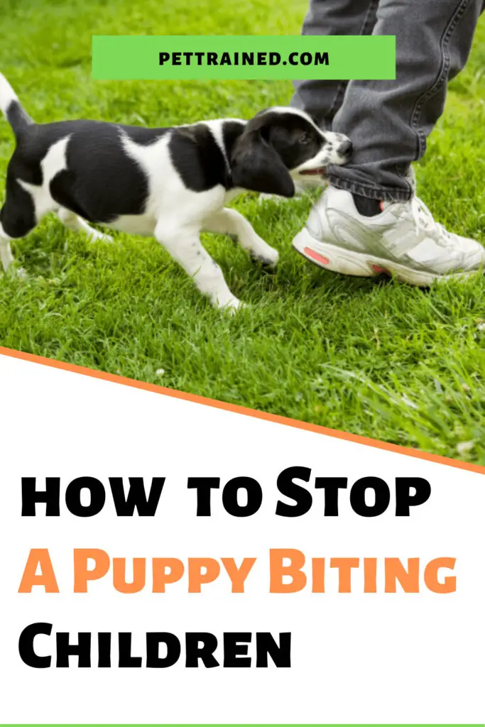 How to stop a puppy biting children