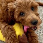 Top 10 Best Toys For Goldendoodle Puppies
