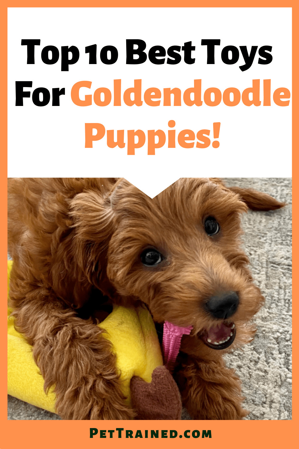 Top 10 Best Toys For Goldendoodle Puppies and dogs