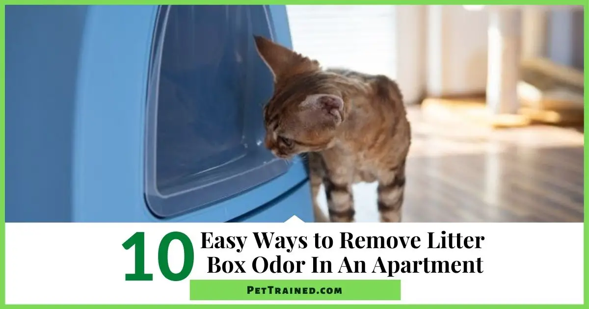 10 Easy Ways To Remove Litter Box Odor In An Apartment Pet Trained