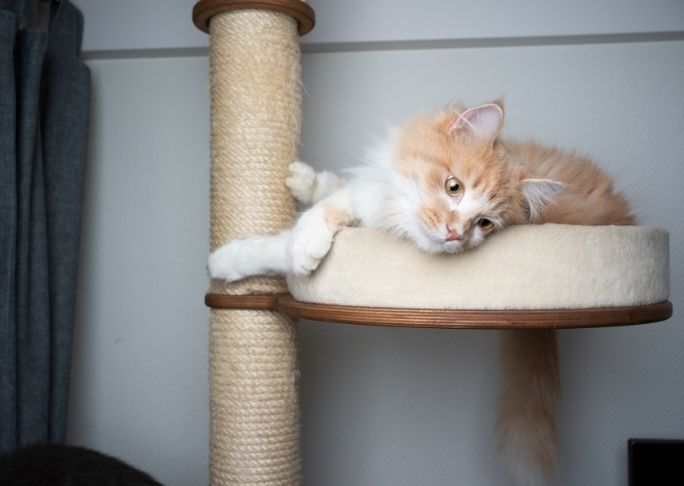 How To Use A Cat Scratching Post