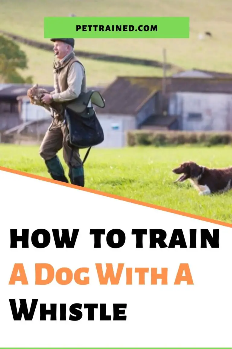 How To Train A Dog With A Whistle Stop Bad Behavior Now