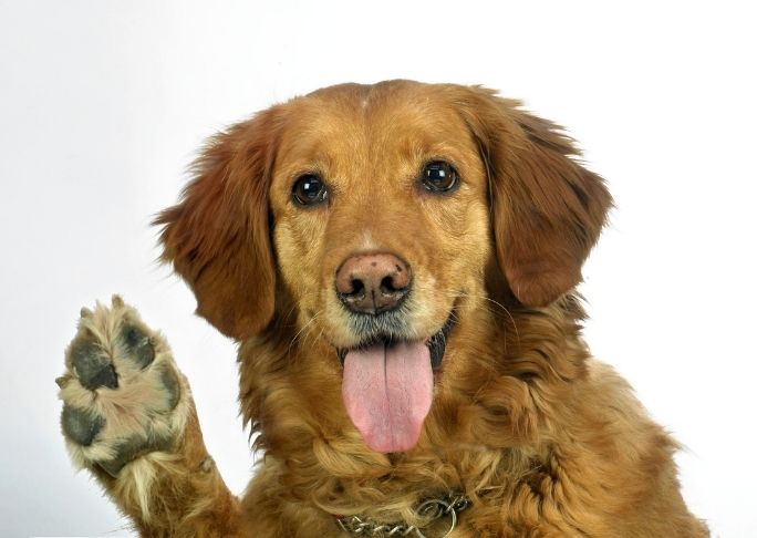 dog raising paw communication with a canine