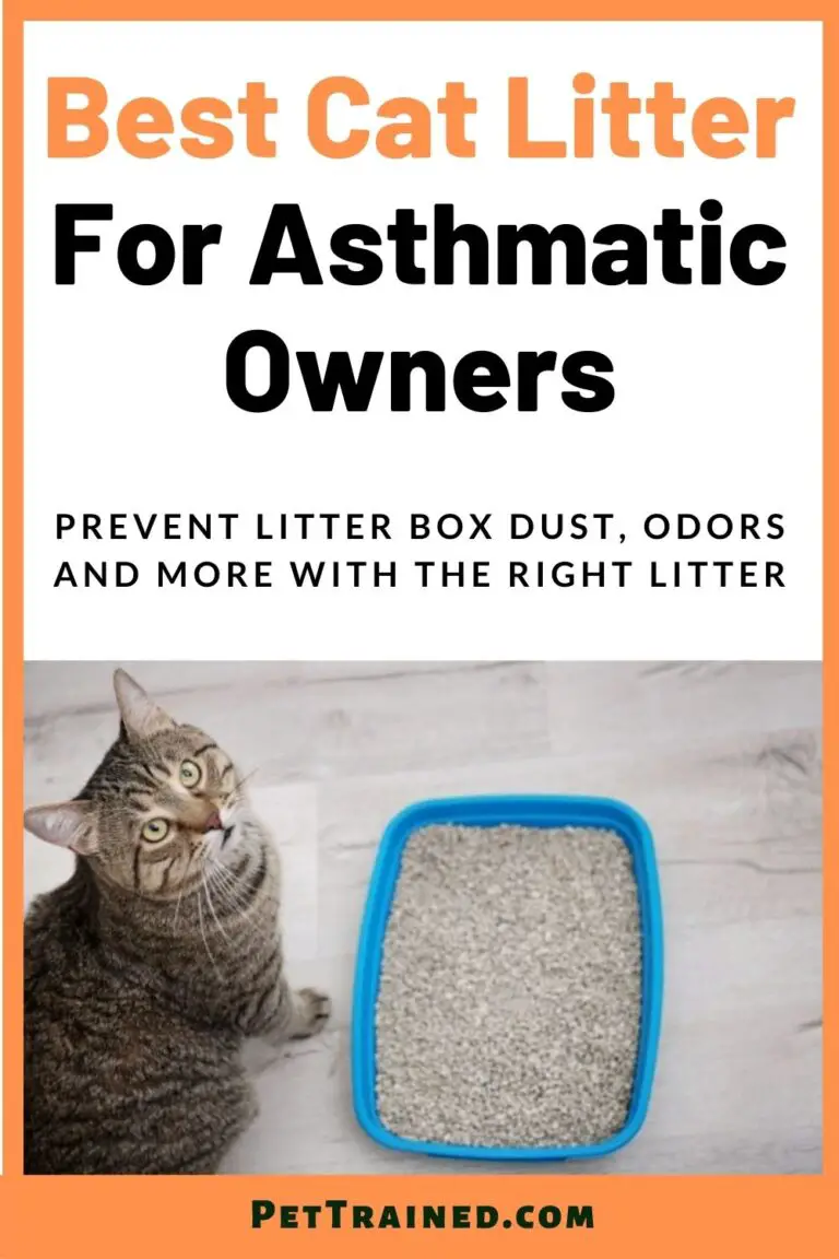 Top 10 Best Cat Litter For Asthmatic Owners & Asthmatic Cats Pet Trained