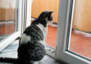 How To Train A Cat To Stay Indoors