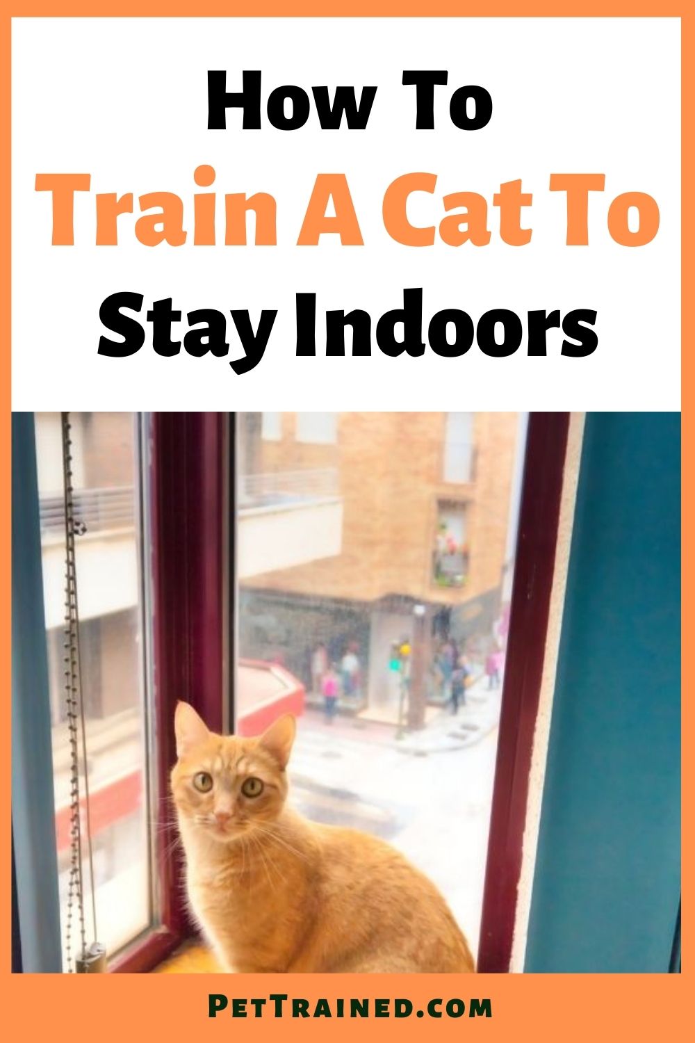 Indoor only cat