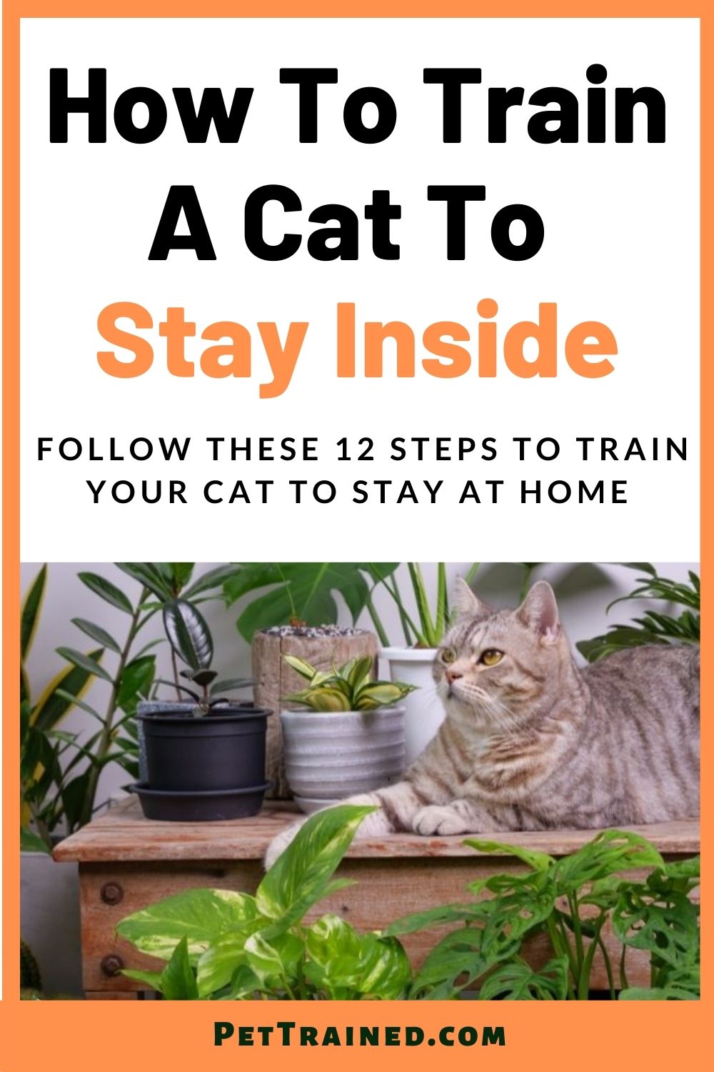 How To Train A Cat To Stay Indoors In 12 Easy Steps Pet Trained