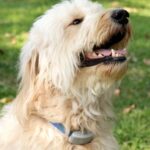 Top 14 Best Training Collar For Stubborn Dogs