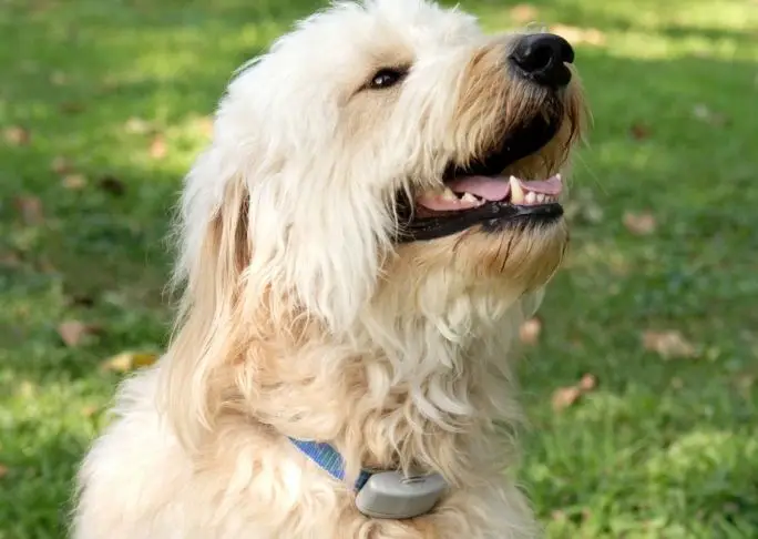 Dog wearing dog training collar
