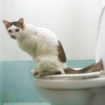 How To Train A Kitten For The Toilet: Toilet Train A Cat