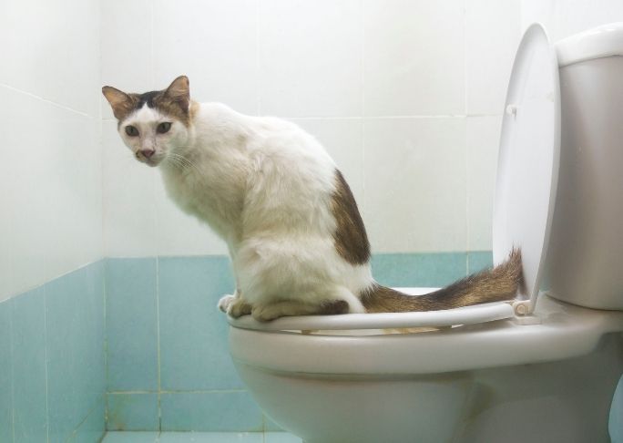 How To Train A Kitten For The Toilet