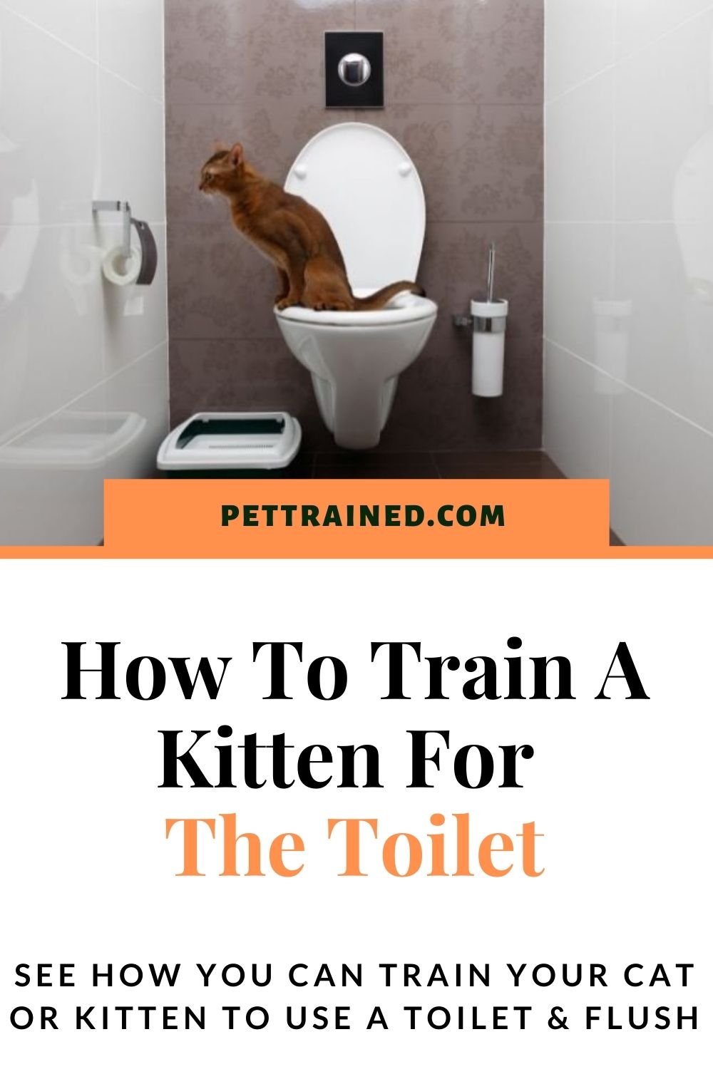 How to train kitten for toilet