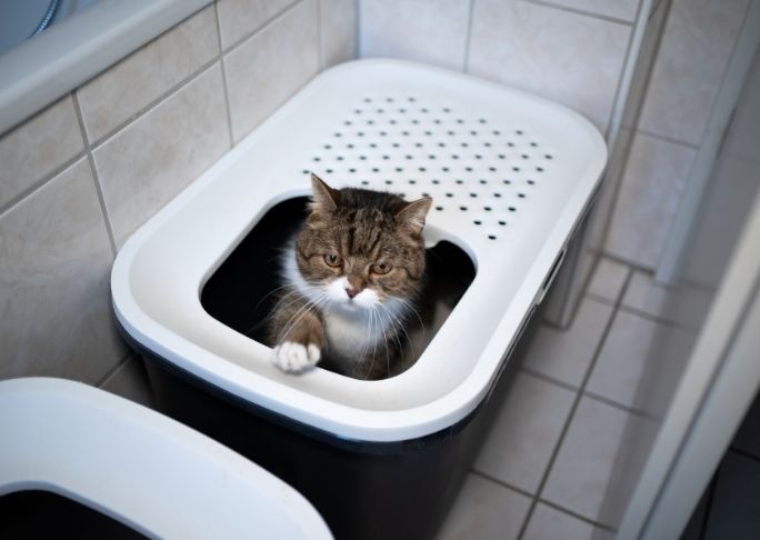 Litter box near toilet teaching a cat to use wc