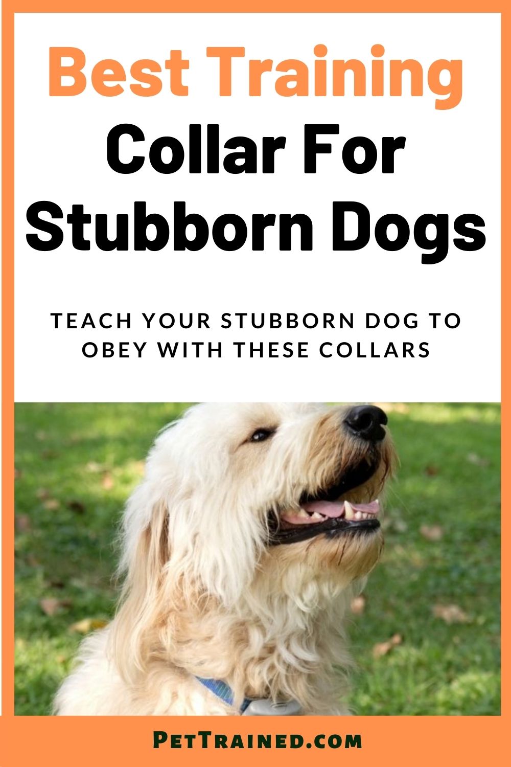 stubborn dog receiver collar train a dog