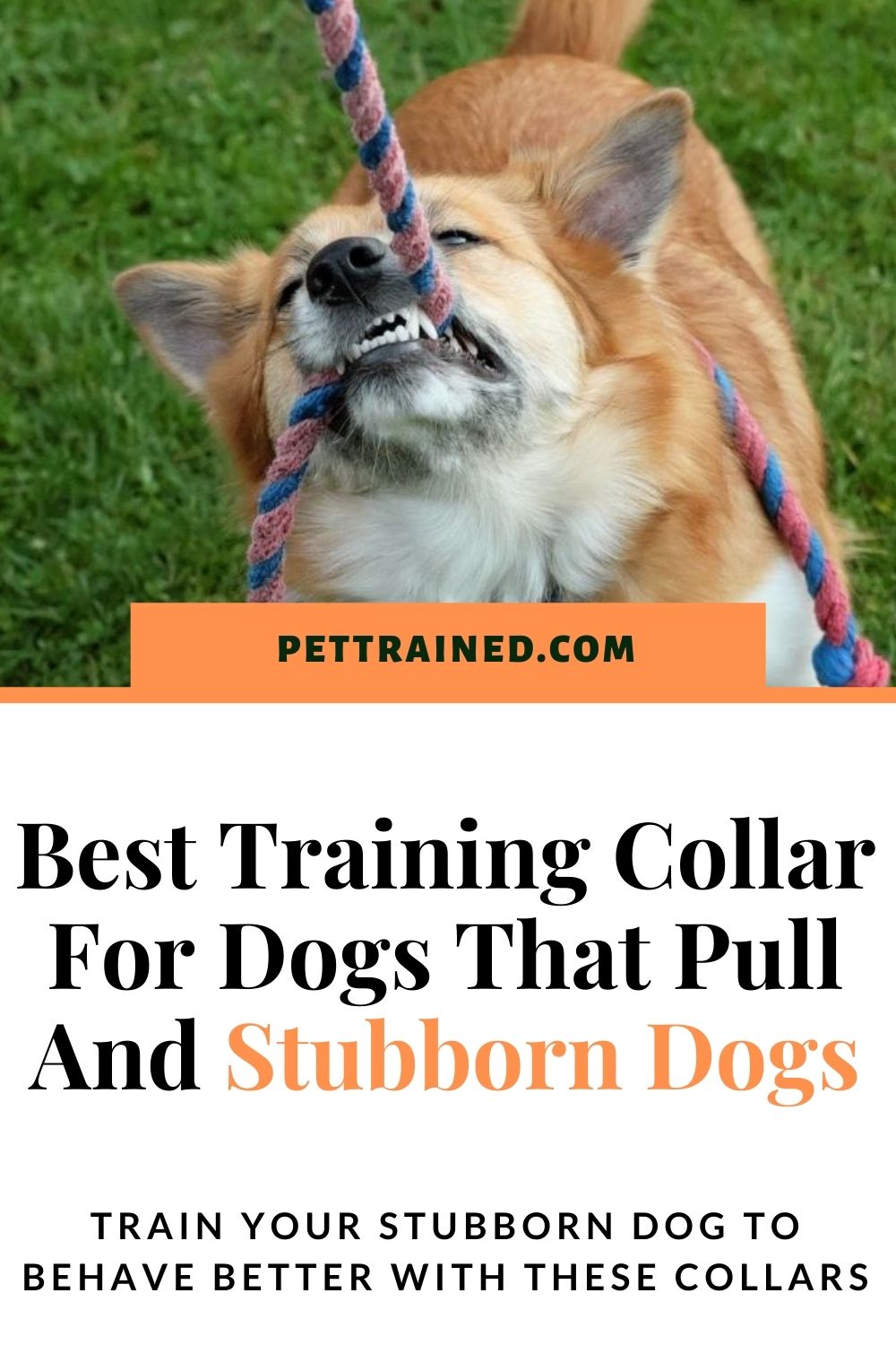 stubborn dog remote trainer shock collars
