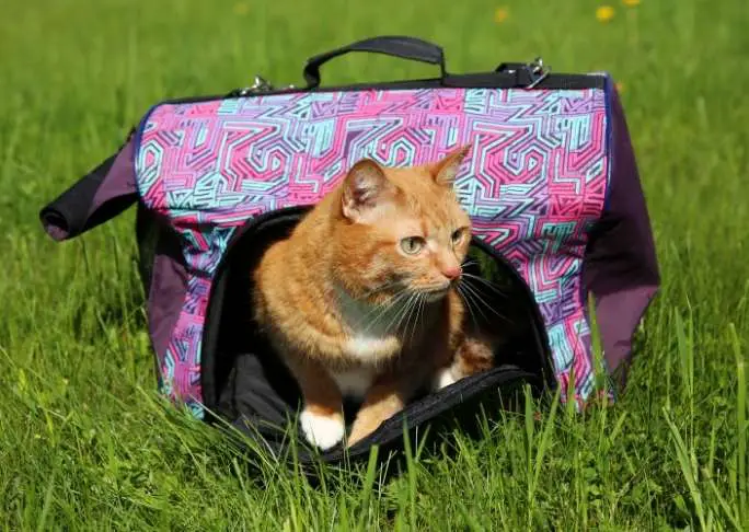 best cat carriers for long car travel