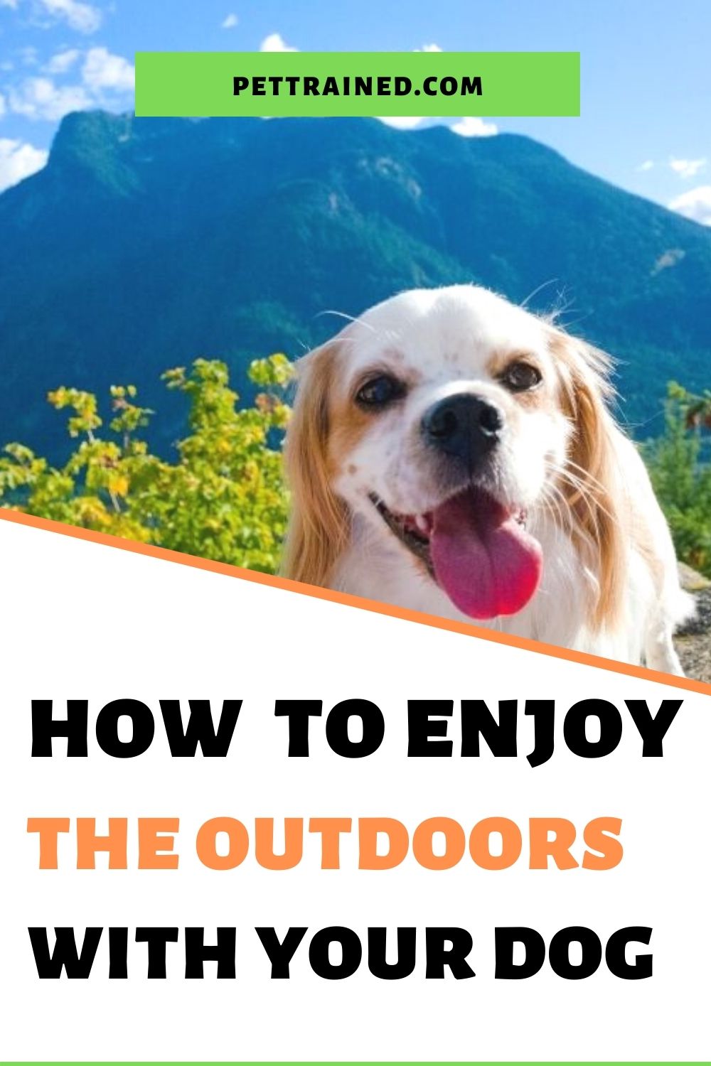 fun activities to do with a dog outdoors