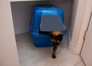 Cat using a litter box