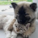 How To Train A Cat And Dog To Get Along