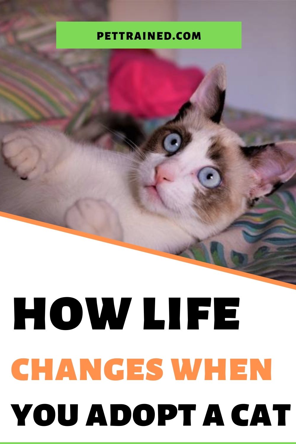 How your life changes when you adopt a cat