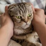 10 Ways Your Life Will Change When You Adopt A Cat