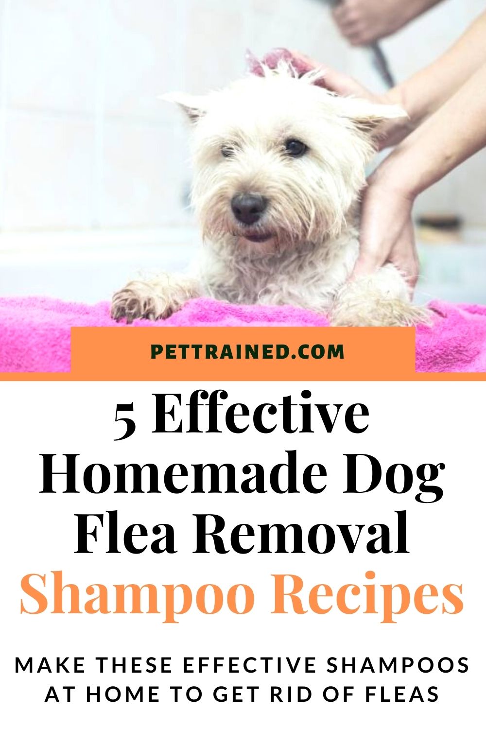 ‪effective natural shampoo for flea removal